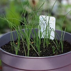 지렁이배양토 화분 부추 씨앗 비료 텃밭 세트식물키우기 재배기 원예용품 홈가드닝 아파트 키우기쉬운 집들