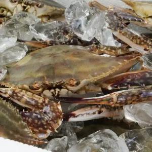 국산 활 숫꽃게 1kg(3~5미)