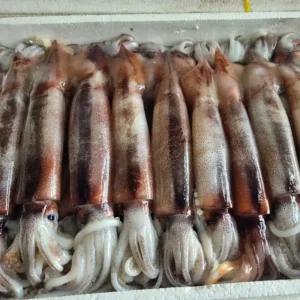 냉동 군산 물갈퀴 오징어 5미