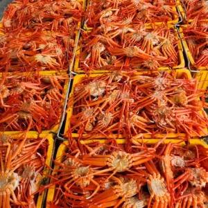 독도 산더미 자숙홍게 10kg