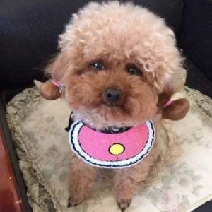 [골드스마일]강아지 턱받이 강아지스카프 고양이넥카라 고양이스카프