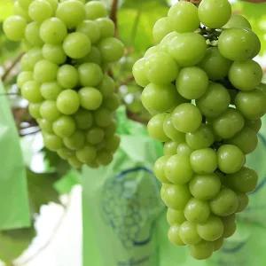 청포도나무 샤인머스켓묘목 샤인머스켓포도나무 망고청포도