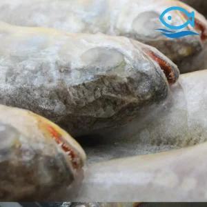 도매 봉화 냉동조기 42미 3.6kg 1박스 조기 매운탕 구이 찌개 참조기