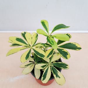 [소나무길] 환상의 색감 골드 홍콩야자 소품 035 화원 농원