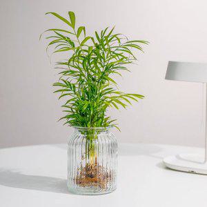 [데팡스]이케바나 빈티지 수경재배 화병 인테리어 꽃병 오브제 유리화병 스트라이프중유리화병F61