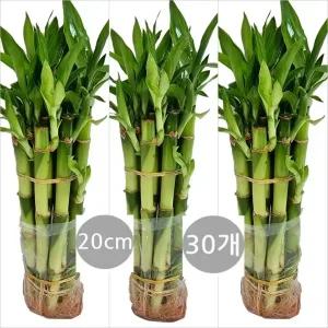 트리앤  개운죽 20cm(30개)   10cm(30개)  30cm(20개)   40cm(20개) 수경식물 공기정화식물 