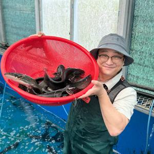 깨끗하게 손질한 자연산 메기 10kg(내장제거후8.5kg) 매운탕소스 추가구성 국내산민물고기