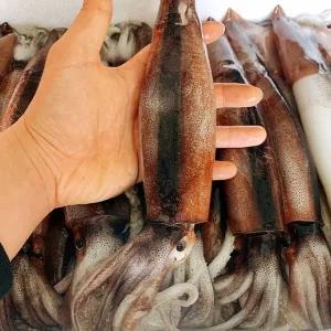 국내산 냉동 오징어 물오징어 5미 통찜