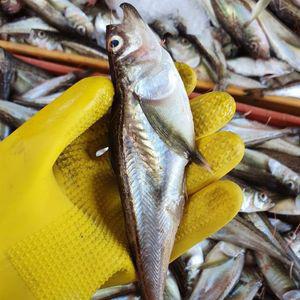 당일조업 묵호항 생물 알도루묵 500g 내외 x 2팩