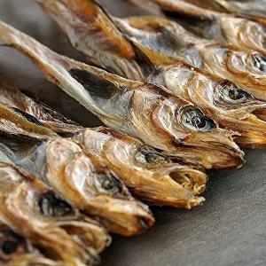 [지투지샵]줄노가리 20미/23cm~25cm