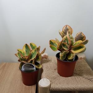 [소나무길] (2개묶음) 알록달록 사랑스러운 페페로미아 아이린 089 화원 농원