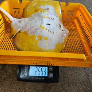 완도 자연산 반건조 황가오리 노랑가오리애 