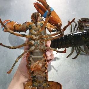 항공 수입 활 랍스타 랍스터 2미 1kg