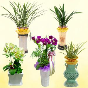 부산 북구영전난 동양란 서양란 꽃배달 북구 승진화분 천사꽃배달