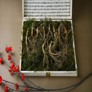 강원 진삼애 산양삼 5-6년근 10뿌리