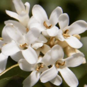 미니 은목서 향기 묘목 분재 향기나는 꽃나무 정원 조경수 K11