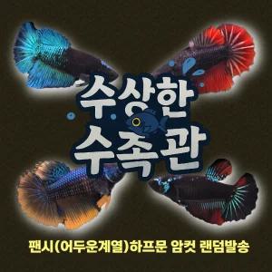[수상한수족관] [하프문베타 ] 팬시(어두운컬러) 하프문 베타암컷/ 1마리 /색상 랜덤발송