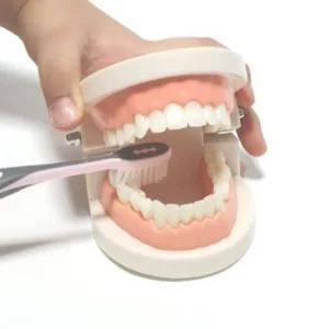 이빨 모형 교구/구강/교육/가짜/실습/학습/치아/덴탈/아동용/유아용/키즈용/어린이/주니어/학교용/학원용