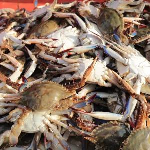 싱싱한 가을 서해안 활숫꽃게 1kg 3-5미 가을 제철 꽃게