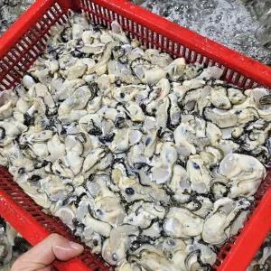 통영 깐 생굴 3kg