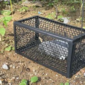 생쥐덫 쥐? 잡는함정 틀 쥐덧 트랩 쥐잡이 잡기