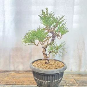 해송 소나무 분재 7년생 정원수 조경수 나무 묘목 키우기