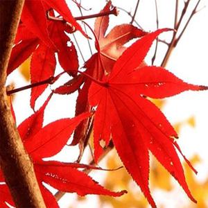 순희농장  청단풍나무 홍단풍나무 (대)H1.0~1.5