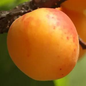 [충북농원] 초하 살구나무 묘목 - 1년생/접목묘