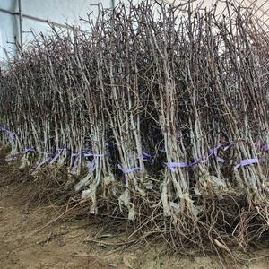 왕대추나무 사과대추묘목 2년생 특묘 유실수