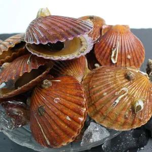 [롯데백화점]친환경팔도 통통한 고성 홍가리비 2kg