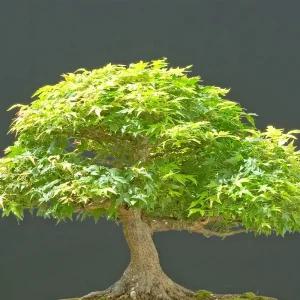 [충북농원] 청희단풍나무 단풍나무 묘목 - 삽목묘/포트묘