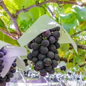 [충북농원] 거봉 포도나무 묘목 - 삽목묘