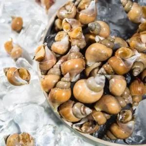 [산정마을] 당일조업 동해안 자연을 담아 신선한 백고동 중 1kg (25-35미 내외)