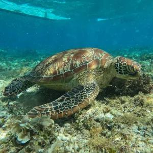 [보홀] 실속 발리카삭 스노클링 호핑투어 (바다거북시 산호초 스노클링)