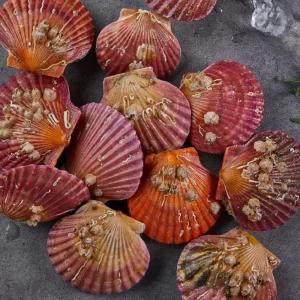 당일조업 고성 제철 홍가리비 1kg 24미 내외 선별 조개구이 캠핑요리