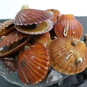 통통한 고성 홍가리비 2kg