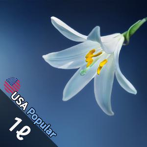 E026 화이트머스크 1L (White Musk) 프래그런스오일 캔들 디퓨저 향수