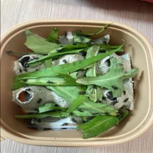 귀뚜라미 쌍별귀뚜라미 도마뱀먹이 스티로폼 극소(-0.5cm) 100개, 2묶음