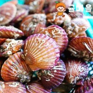 국내산 비단 홍가리비 5kg 125미 내외 빙장포장