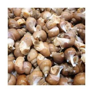 진관상사 동해안 자연산 활 백골뱅이 1kg 중 (25-35미) 진짜 먹거리