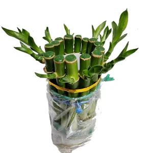 트리앤 1단 원통 개운죽 10cm 수경식물 공기정화식물