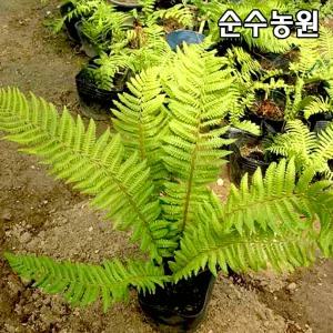 관중 모종 5치포트 3개/야생화/양치식물