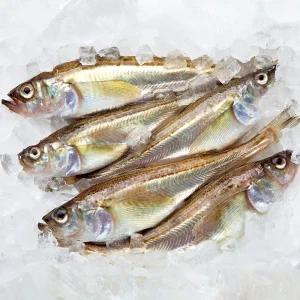 당일조업 신선특급 알배기도루묵 생물 알도루묵