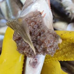 국내산 생물 알도루묵 500g