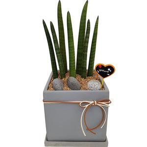 스투키 부산꽃집 개업 이전 화분 행사 선물 꽃배달