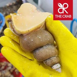 더꽃게 제철 포항 활 백고동 백골뱅이 1kg 참 통골뱅이 생골뱅이 탕