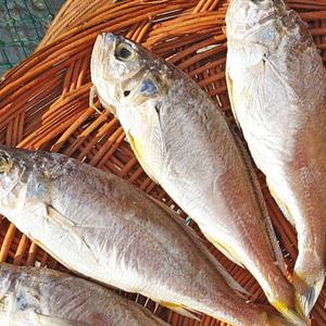 청정 손질 반건조 참조기 5미 20cm 외 10종 군산 자연건조