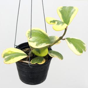 무늬하트 호야 넝쿨 넝굴식물 공기정화 공중식물