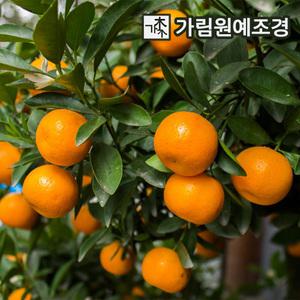귤나무 7치화분 한라봉 레드향 황금향 감귤 금귤 레몬 결실주 유실수 가림원예조경