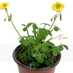 산미구엘라 사랑초 노랑 옥살리스 목사랑초 야생화 꽃 모종 구근 식물 소품